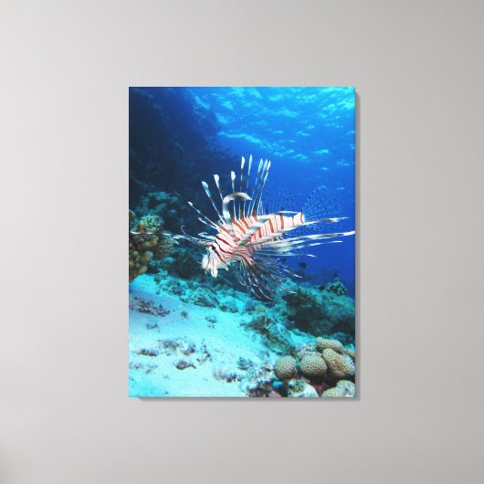 Lionfish of Pterois Miles, Ocean Reef Fish Canvas Afdruk (Voorkant)