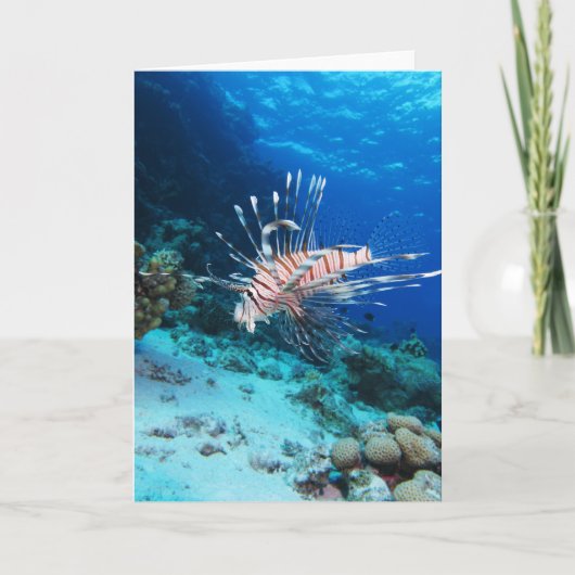 Lionfish of Pterois Miles, Ocean Reef Fish Kaart (Voorkant)