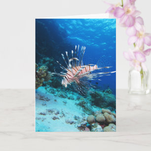 Lionfish of Pterois Miles, Ocean Reef Fish Kaart