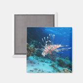Lionfish of Pterois Miles, Ocean Reef Fish Magneet (Voorkant / Achterkant)