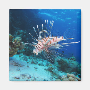Lionfish of Pterois Miles, Ocean Reef Fish Magneet