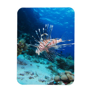 Lionfish of Pterois Miles, Ocean Reef Fish Magneet