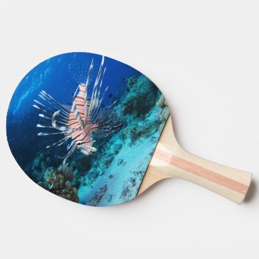 Lionfish of Pterois Miles, Ocean Reef Fish Tafeltennisbatje (Zijkant)