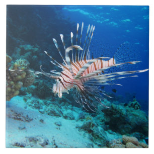 Lionfish of Pterois Miles, Ocean Reef Fish Tegeltje