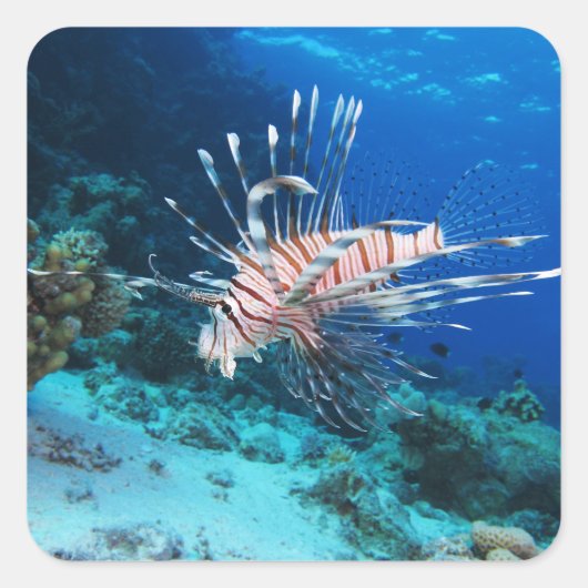 Lionfish of Pterois Miles, Ocean Reef Fish Vierkante Sticker (Voorkant)