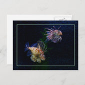 Lionfish Pair Postcards Briefkaart (Voorkant / Achterkant)