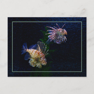Lionfish Pair Postcards Briefkaart