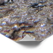 Lionfish Pair Poster (Hoek)