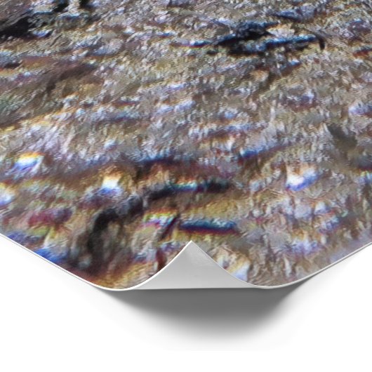 Lionfish Pair Poster (Hoek)