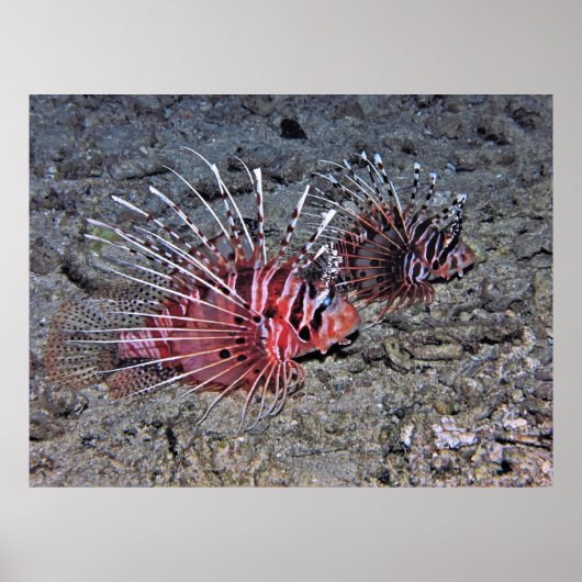 Lionfish Pair Poster (Voorkant)