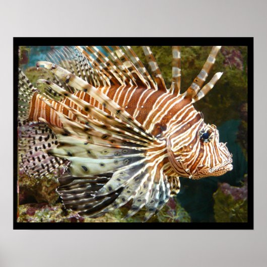 Lionfish Poster (Voorkant)