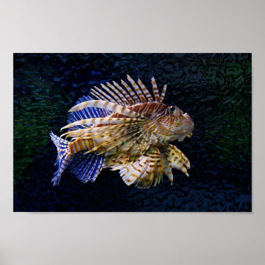 Lionfish Print (Voorkant)