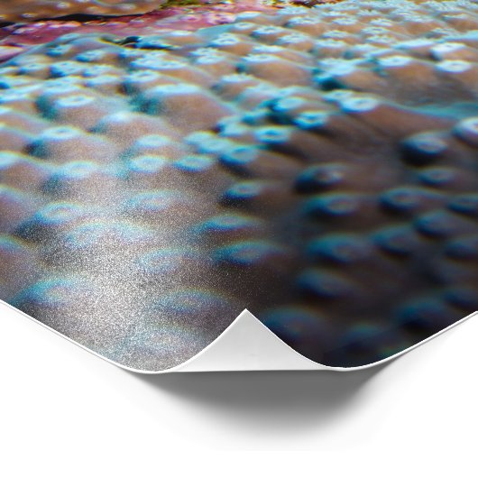 Lionfish Print Foto Afdruk (Hoek)