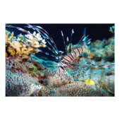 Lionfish Print Foto Afdruk (Voorkant)