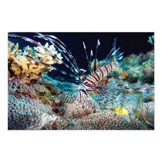 Lionfish Print Foto Afdruk (Voorkant)