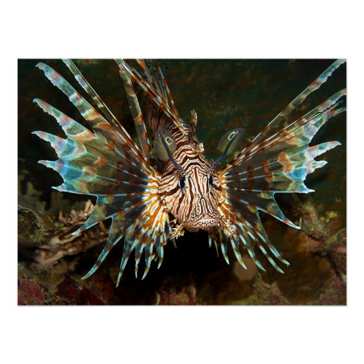 Lionfish van dichtbij! Zeer close en intense foto  Perfect Poster (Voorkant)