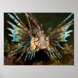 Lionfish van dichtbij! Zeer close en intense foto  Poster