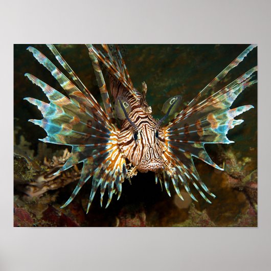 Lionfish van dichtbij! Zeer close en intense foto  Poster (Voorkant)