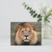 Lionfoto Briefkaart (Staand voorkant)