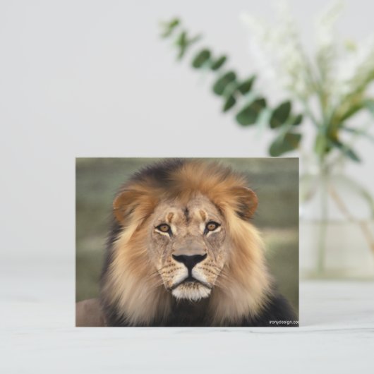 Lionfoto Briefkaart (Staand voorkant)