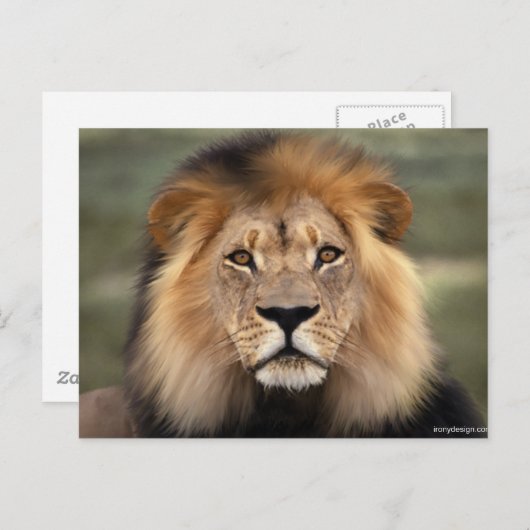 Lionfoto Briefkaart (Voorkant / Achterkant)
