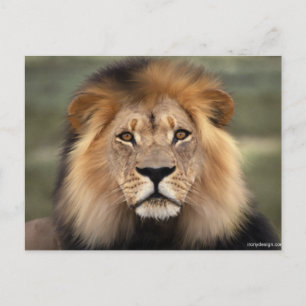 Lionfoto Briefkaart