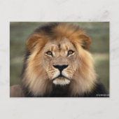 Lionfoto Briefkaart (Voorkant)