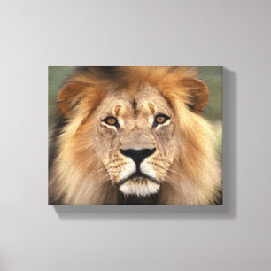 Lionfoto Canvas Afdruk