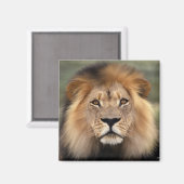 Lionfoto Magneet (Voorkant / Achterkant)