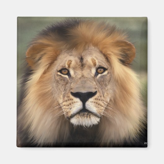 Lionfoto Magneet (Voorkant)