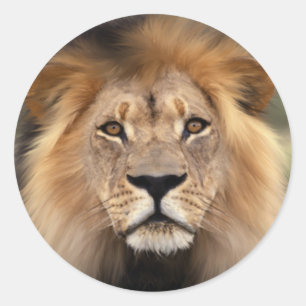 Lionfoto Ronde Sticker