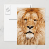 Liongezicht Briefkaart (Voorkant / Achterkant)