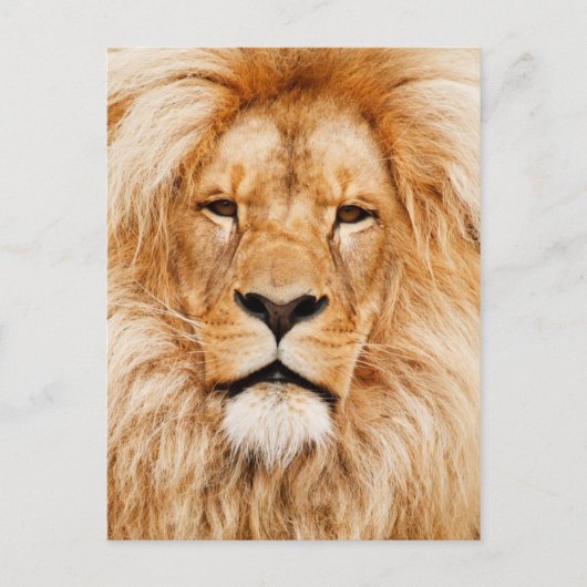 Liongezicht Briefkaart (Voorkant)