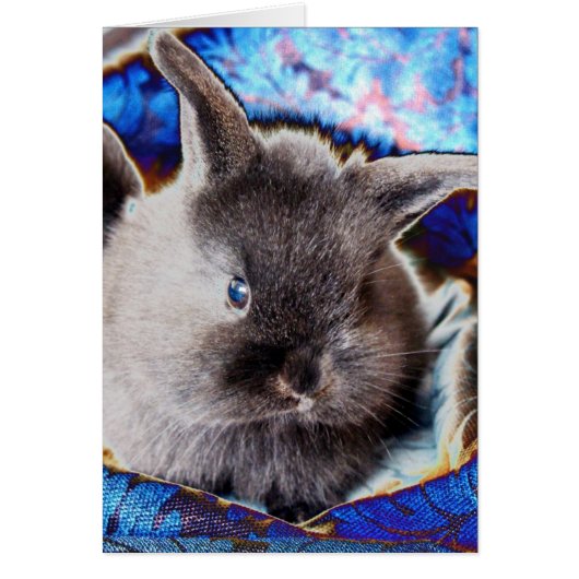 Lionhead Baby Bunny (Voorkant)