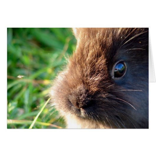Lionhead Bunny (Voorkant Horizontaal)
