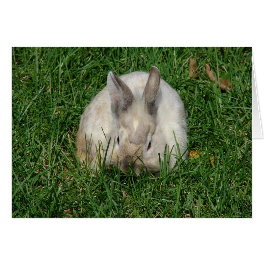 Lionhead Bunny All Occasions (Voorkant Horizontaal)