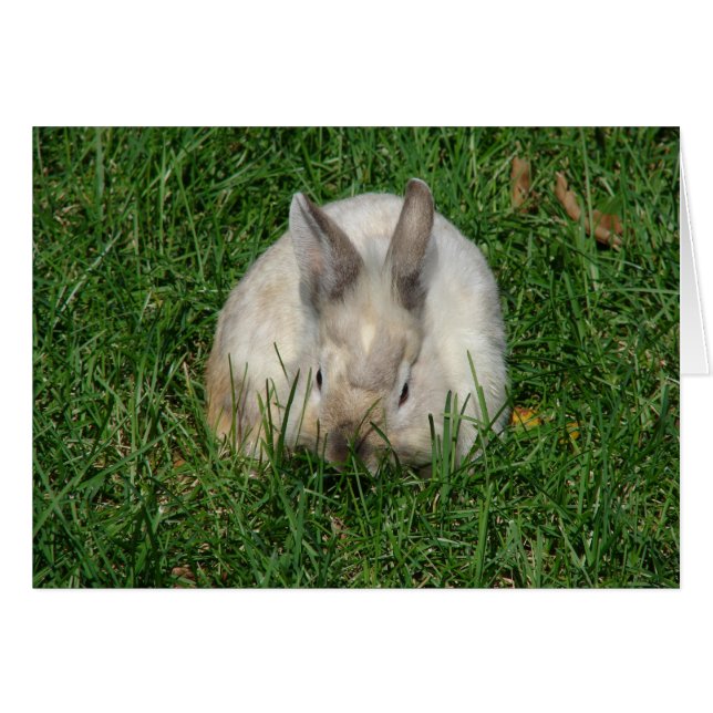 Lionhead Bunny All Occasions (Voorkant Horizontaal)