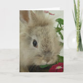 Lionhead Bunny All Occasions Kaart (Voorkant)