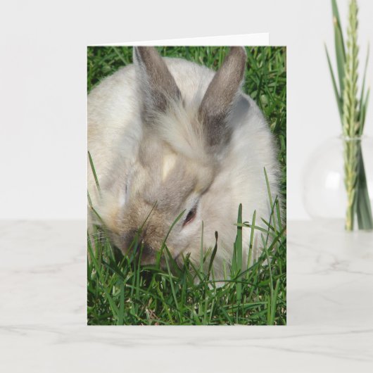 Lionhead Bunny All Occasions Kaart (Voorkant)