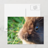Lionhead Bunny Briefkaart (Voorkant / Achterkant)