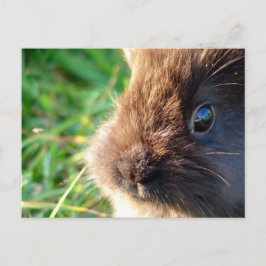 Lionhead Bunny Briefkaart