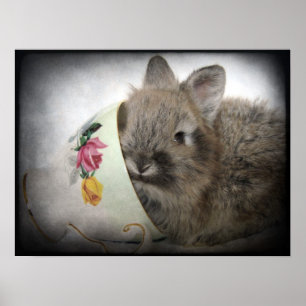 Lionhead Bunny en Teacup Poster