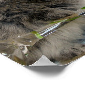 Lionhead Bunny en Wineglass Poster (Hoek)