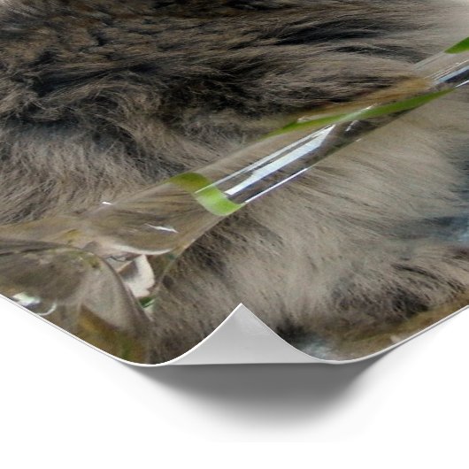 Lionhead Bunny en Wineglass Poster (Hoek)