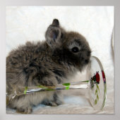 Lionhead Bunny en Wineglass Poster (Voorkant)