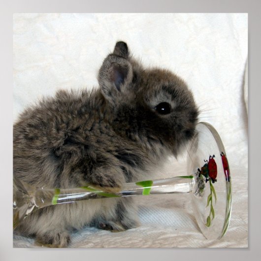 Lionhead Bunny en Wineglass Poster (Voorkant)