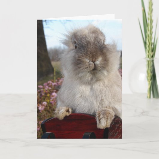 Lionhead Bunny in Sleigh, Kerstmis Feestdagen Kaart (Voorkant)