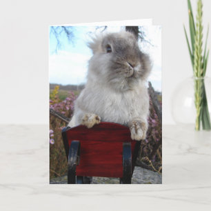 Lionhead Bunny in Sleigh Prettige feestdagen