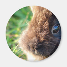 Lionhead Bunny Magneet