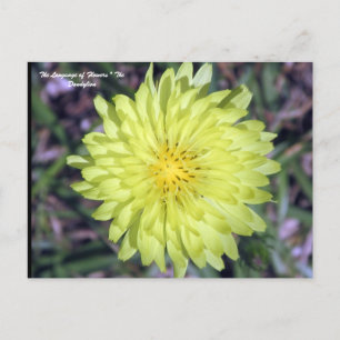 LionHead Dandy Lion Flower Floriography Briefkaart